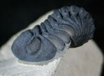 Beautiful Phacops Trilobite - Foum Zegui, Morocco #13542-4